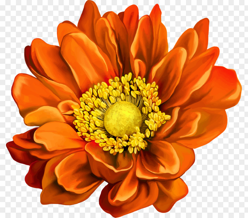 Orange Chrysanthemum Mona Lisa Musxe9e Du Louvre Flower Stock Photography PNG