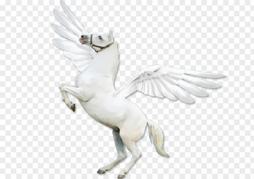 Pegasus Poet PNG