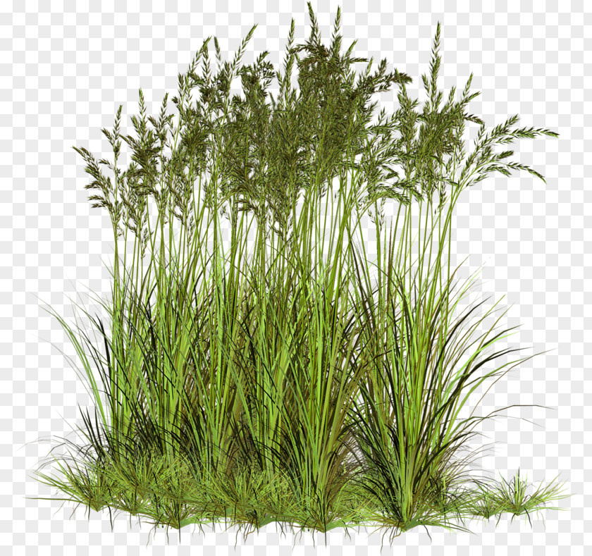 Ryegrass Sweet Grass Vetiver Herbaceous Plant PNG