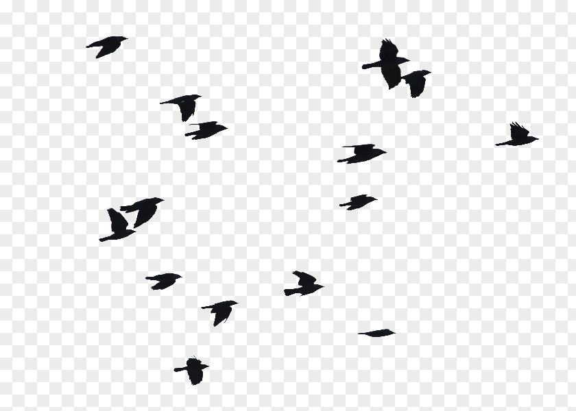 Bird Flight Image Clip Art PNG