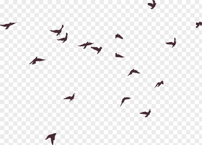 Birds Silhouette Bird PNG