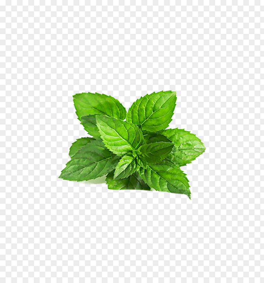 Leaves Of Grass,Flowers,decoration,green Smoothie Chutney Mentha Arvensis Peppermint Spicata PNG