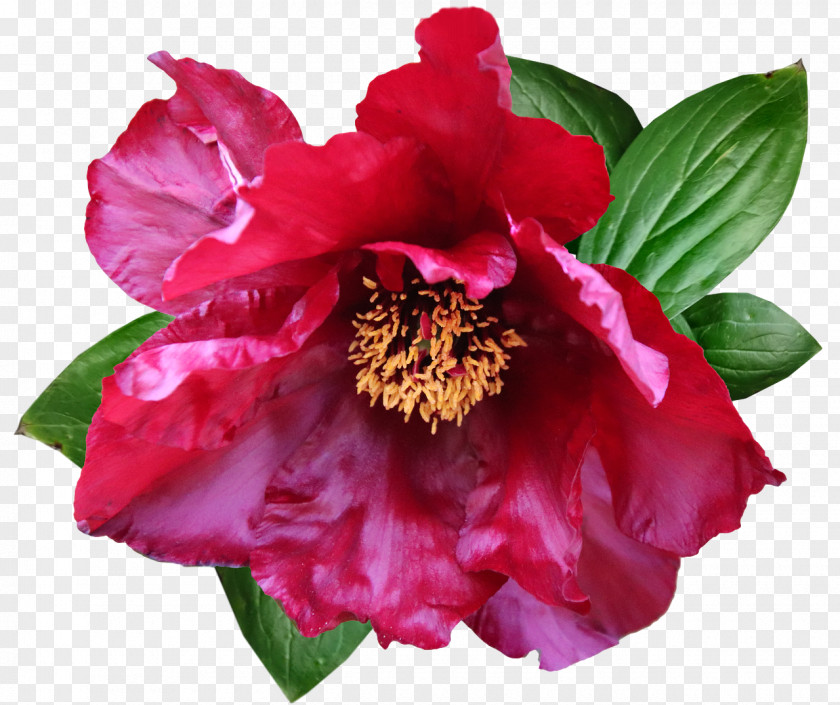 Peony Flower Annual Plant Herbaceous Camellia PNG