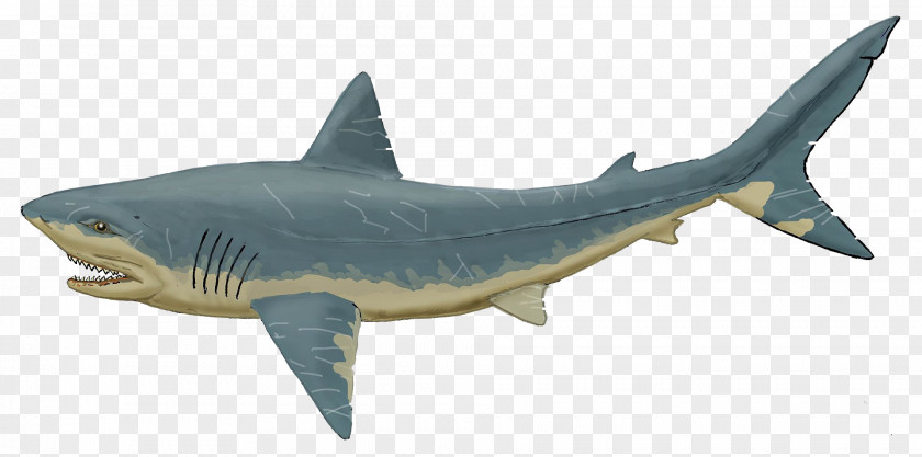 Shark Lamniformes Maastrichtian Mosasaurus Squalicorax Demopolis Chalk PNG