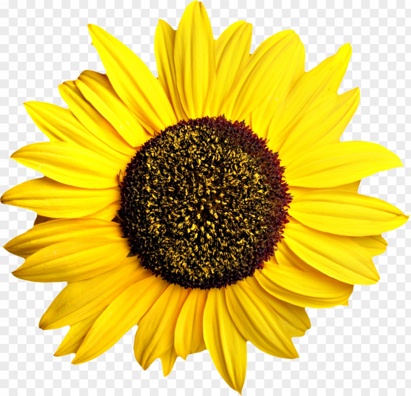 Sunflower Common Pixel Computer File PNG