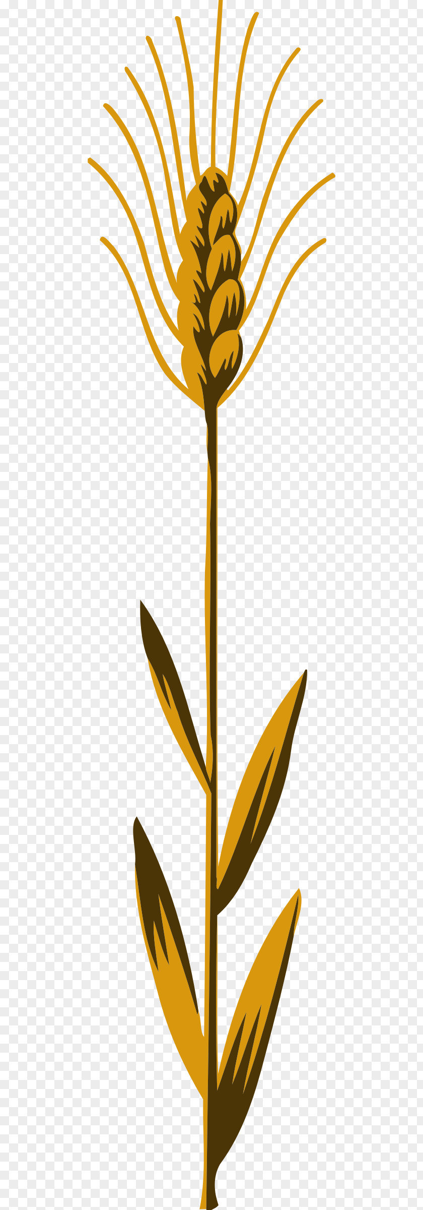 Wheat Clip Art PNG