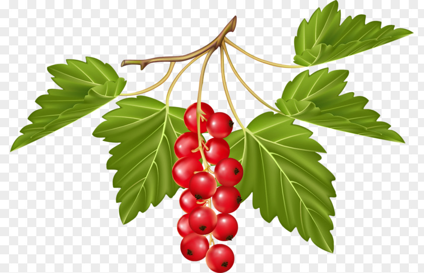 Juice Fruit Berry Vegetable Redcurrant PNG