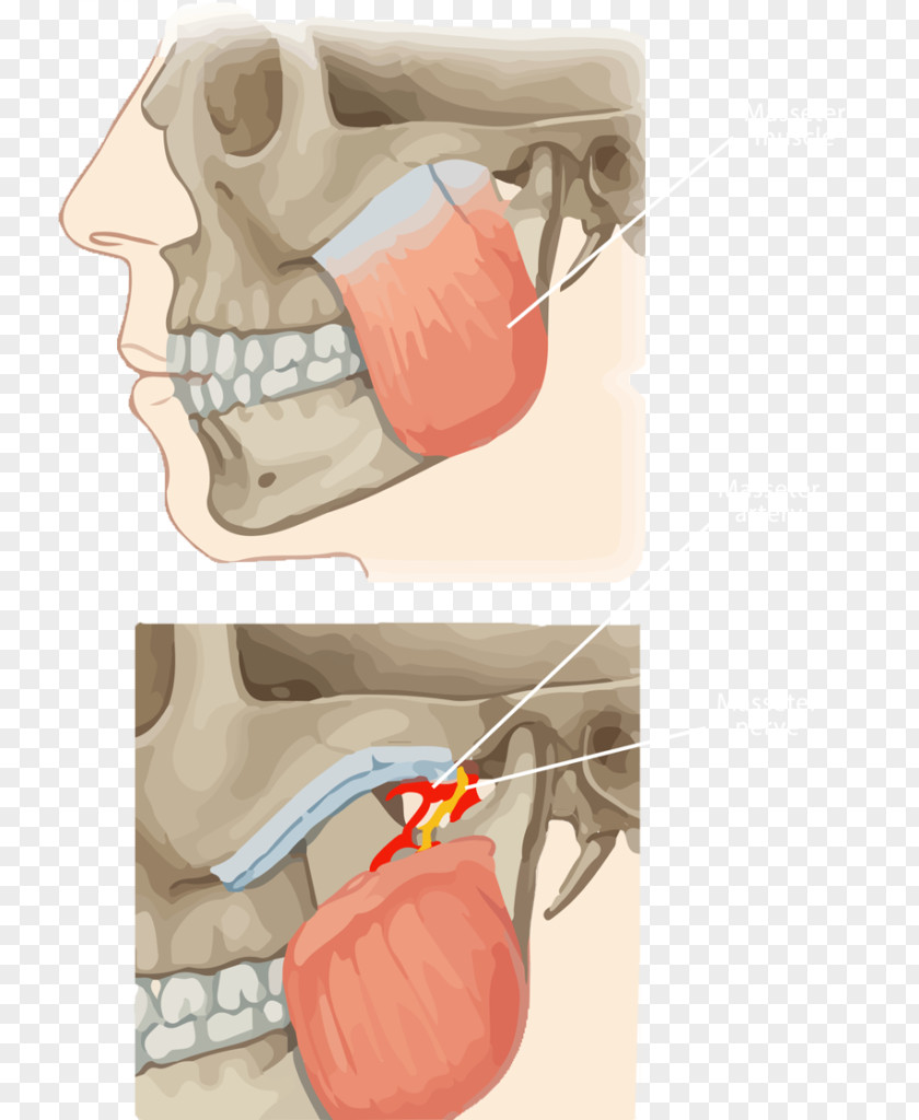 Pattern Corner Muscles Of Mastication Masseter Muscle Lateral Pterygoid Temporomandibular Joint Medial PNG