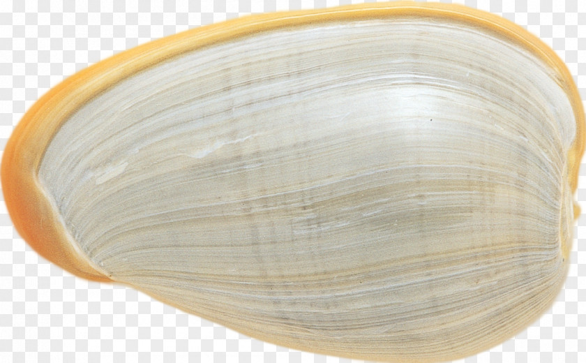 Shells Clam Cockle Mussel Oyster Veneroida PNG