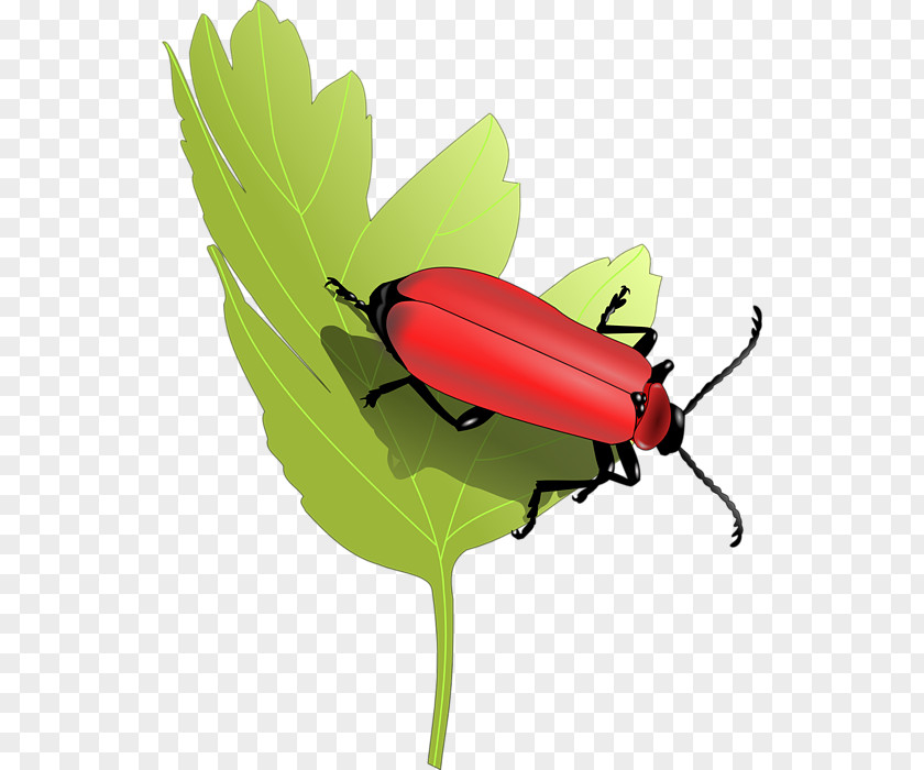 Cardinal Butterfly Insect Plant Stem Clip Art PNG