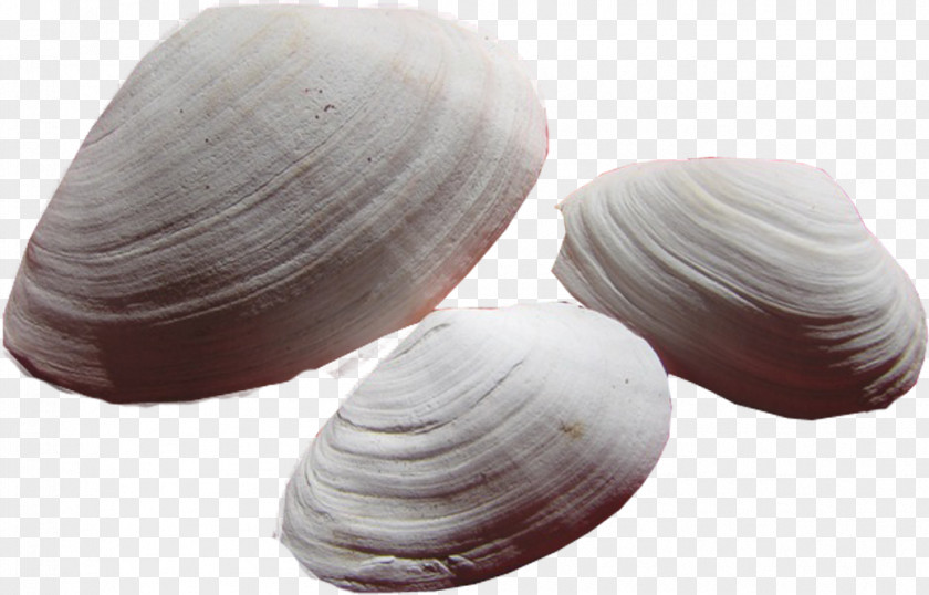 Cockle Veneroida Clam Tellinidae Conchology PNG