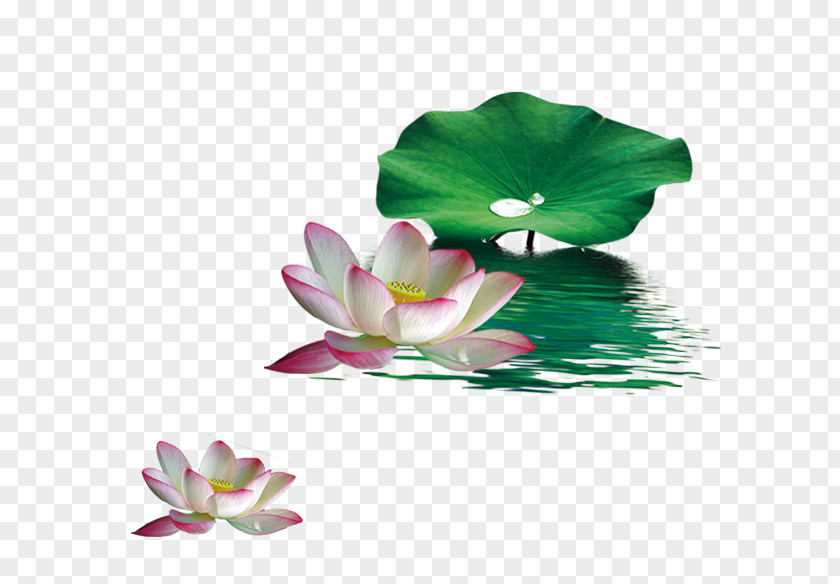 Green Lotus Leaf Decorative Pattern Nelumbo Nucifera Effect PNG