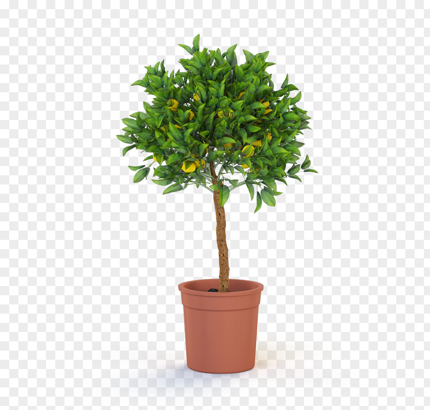 Lemon Tree Topiary Weeping Fig Plant Bonsai PNG