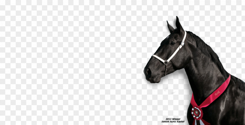 Mud Horse Harnesses Tack Mustang Stallion Rein PNG