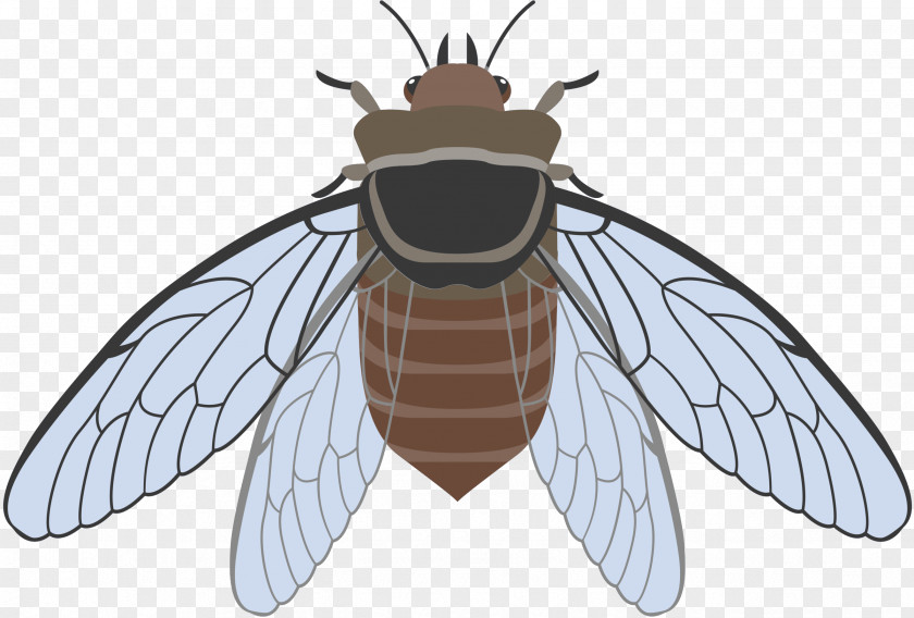 Bee Insect Clip Art Image PNG
