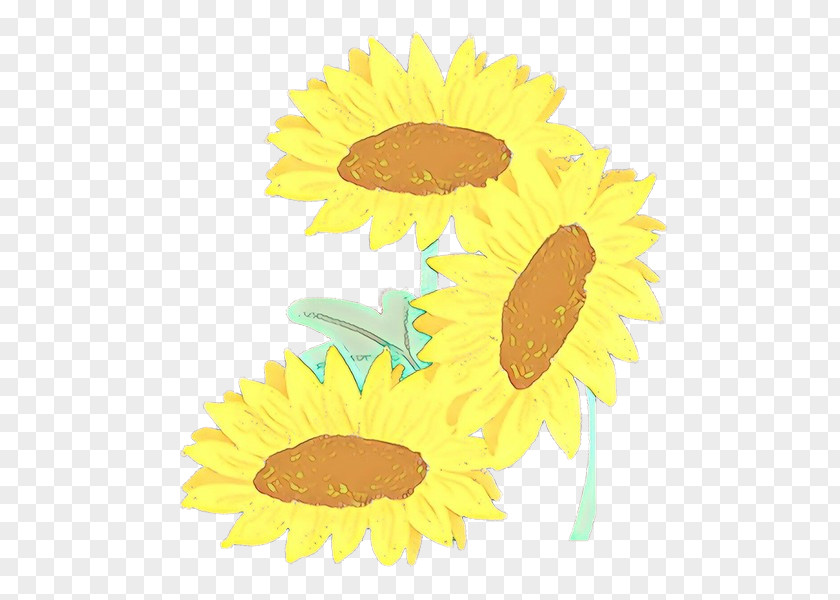 Camomile Asterales Sunflower PNG