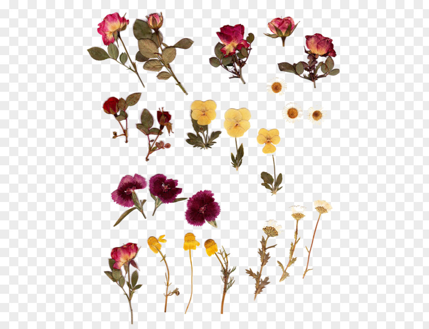 Dried Flowers Pressed Flower Craft Herbarium Bouquet PNG
