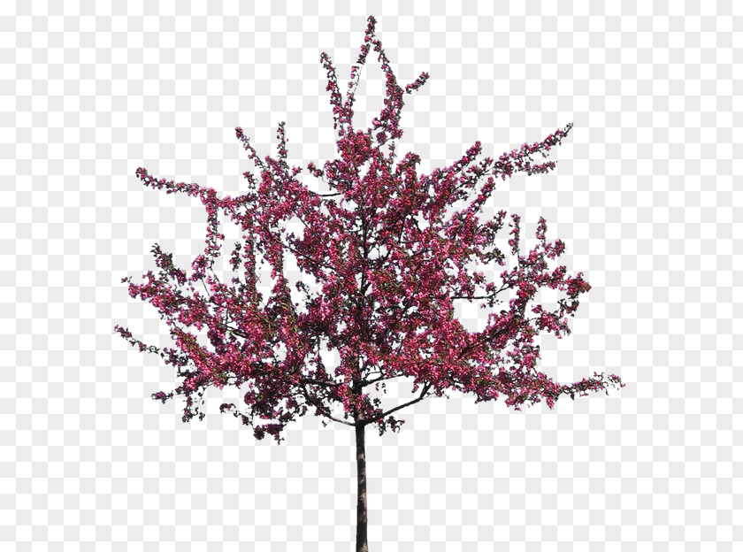 Flower Tree Silhouette Clip Art PNG