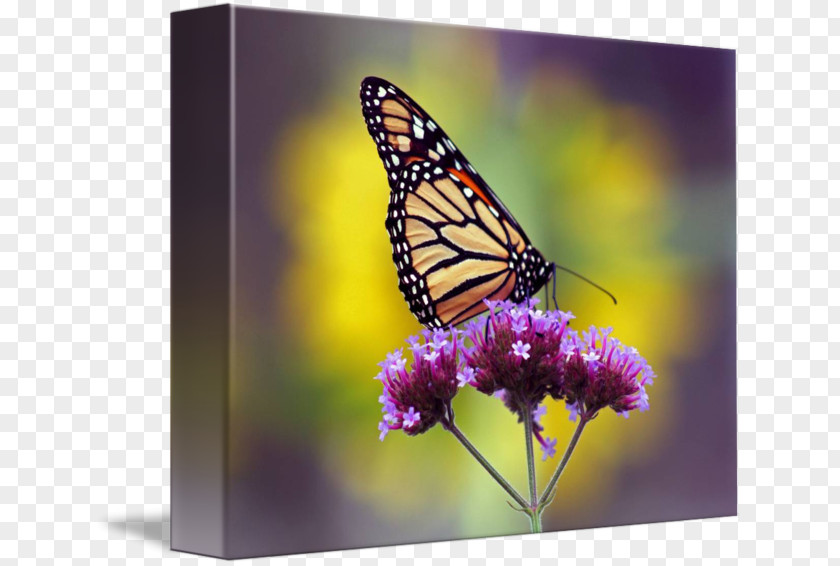 Glossy Butterflys Monarch Butterfly Pieridae Nymphalidae Gallery Wrap PNG