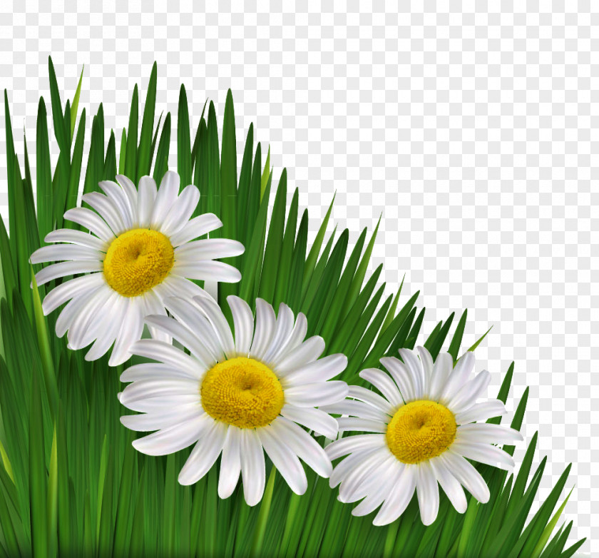 Hang White Chrysanthemum Picture Material Common Daisy Flower Chamomile Royalty-free PNG