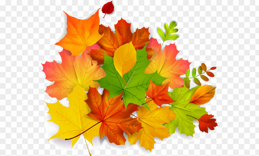 Maple Autumn Leaves Leaf PNG