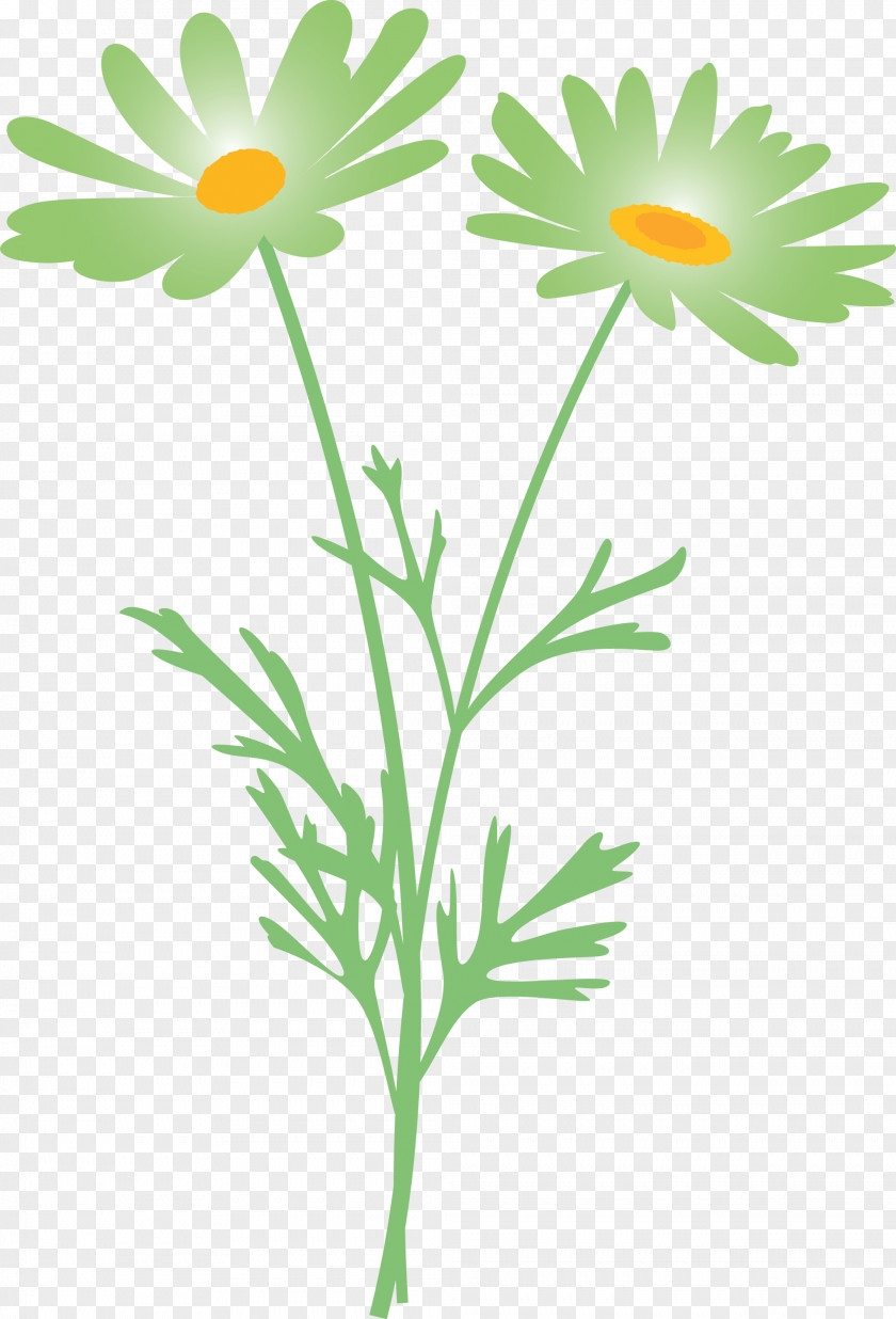 Marguerite Flower Spring PNG