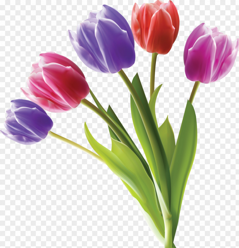 Tulip Flower Stock Photography Color PNG