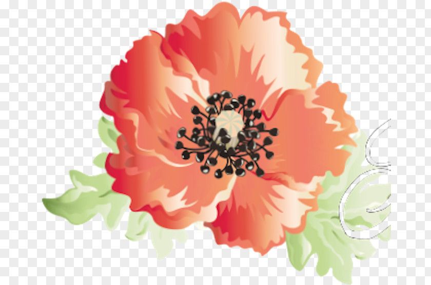 Watercolor Paint Peach Pink Flowers PNG