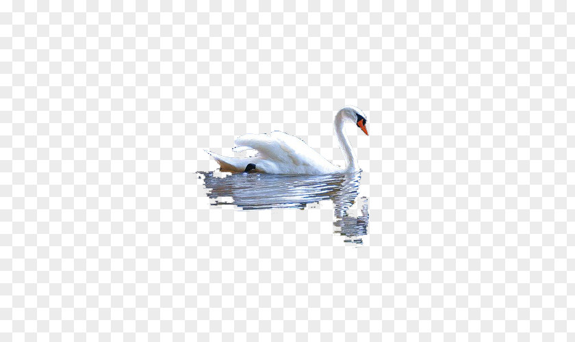White Water Goose DeviantArt PNG