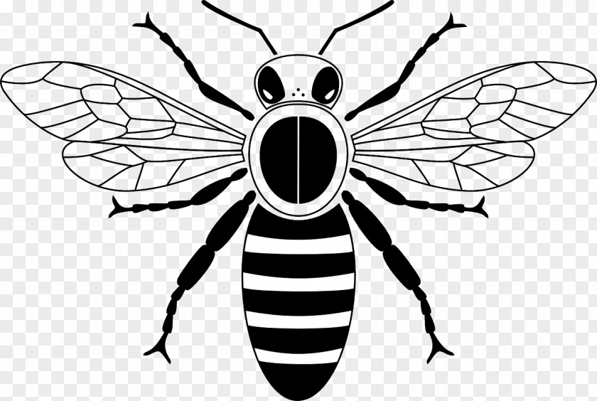 Black And White Bee Honey Drawing Beehive Clip Art PNG