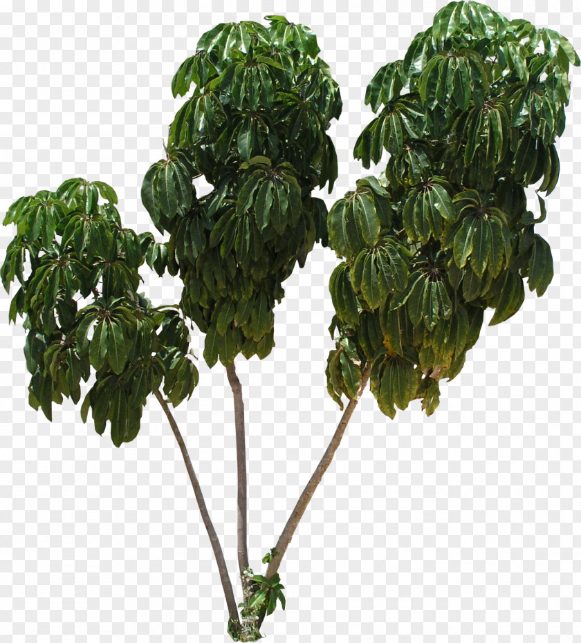 Flora Tree Texture Mapping Schefflera Arboricola PNG