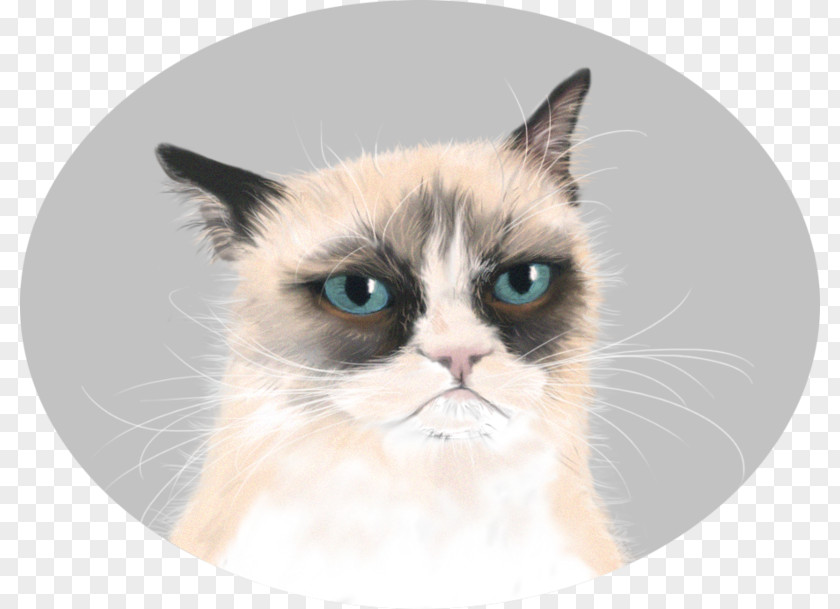 Painted Cat Grumpy Manx Kitten Desktop Wallpaper PNG