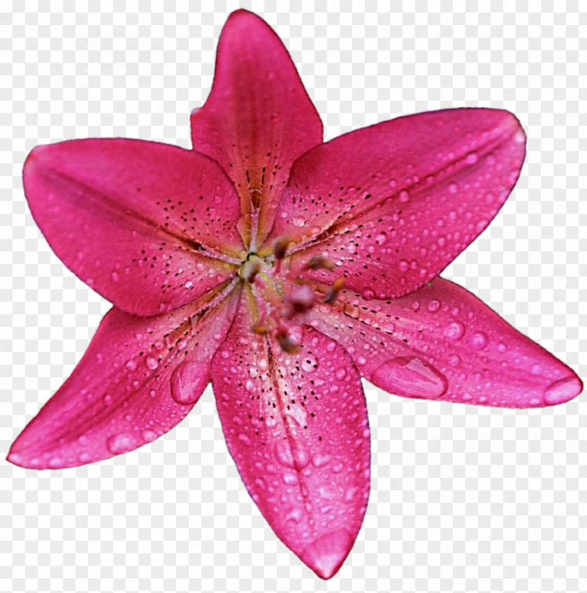 Petal Pink M Lily PNG