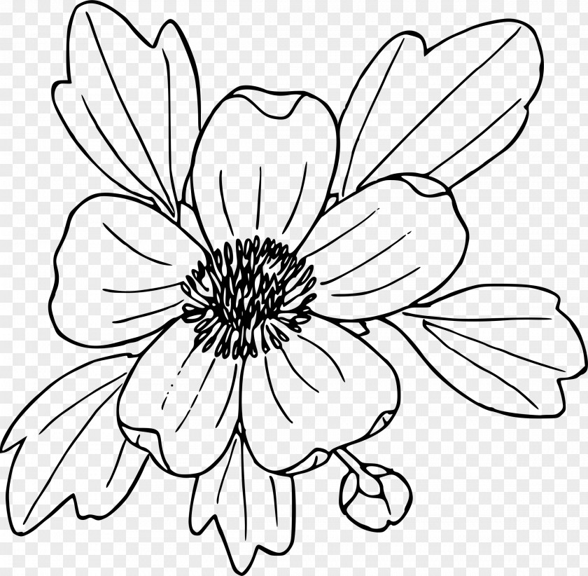 Daffodil Flower Coloring Book Drawing Clip Art PNG