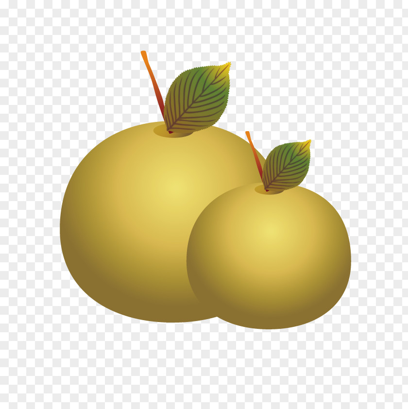 Vector Pears Pear PNG