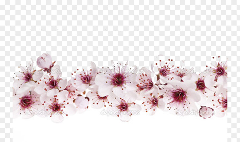Cherry Pattern Blossom Stock Photography Royalty-free Clip Art PNG