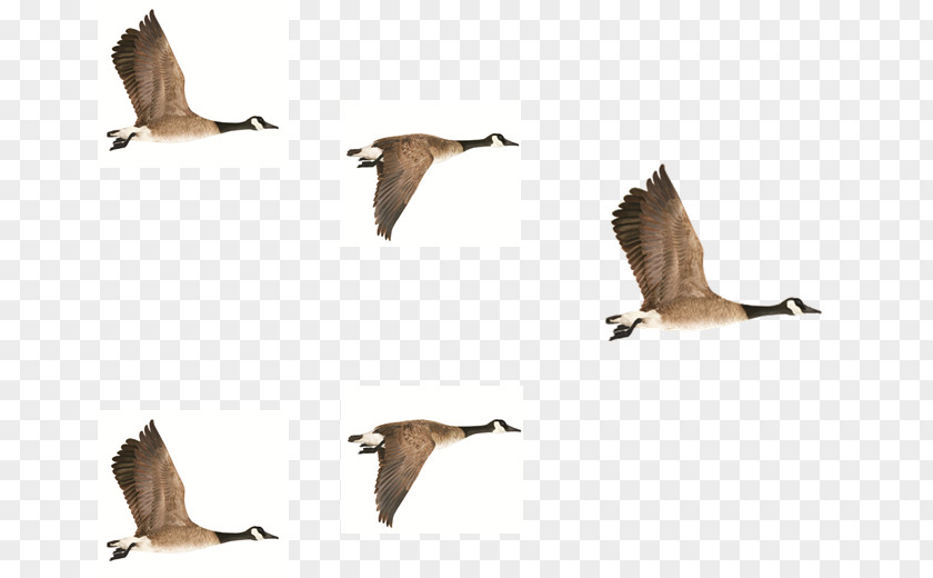 Goose Bird Duck Crane Anatidae PNG