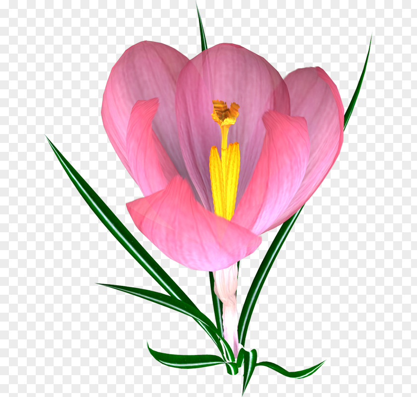 Pink Crocus Flower Pulsatilla Patens PNG