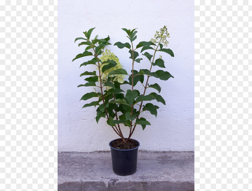 Tree Flowerpot Shrub Evergreen Viburnum PNG