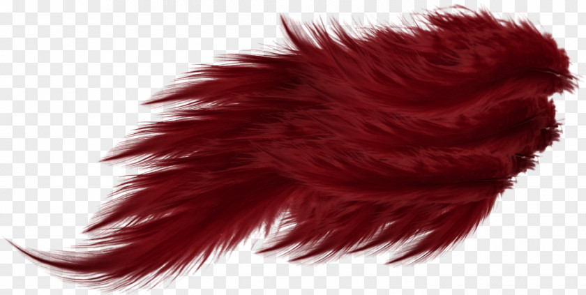 Beautiful Red Feathers Feather Wing PNG