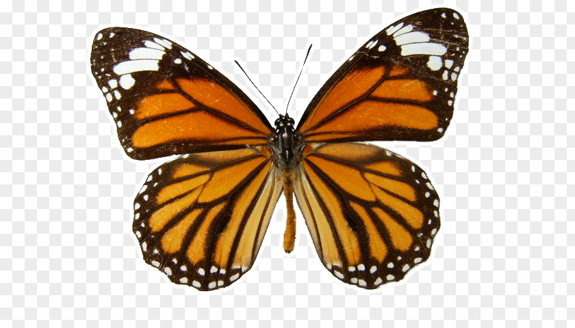 Caterpillar Butterfly Monarch Eastern Tiger Swallowtail Danaus Genutia PNG