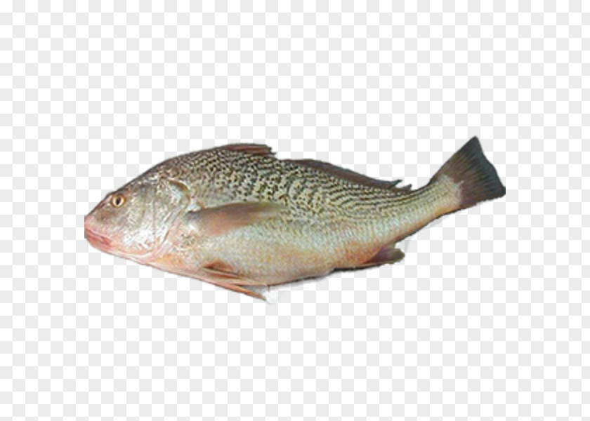 Fish Tilapia Products Northern Red Snapper PNG