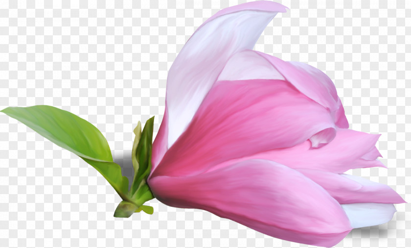 Flower Magnolia Clip Art PNG