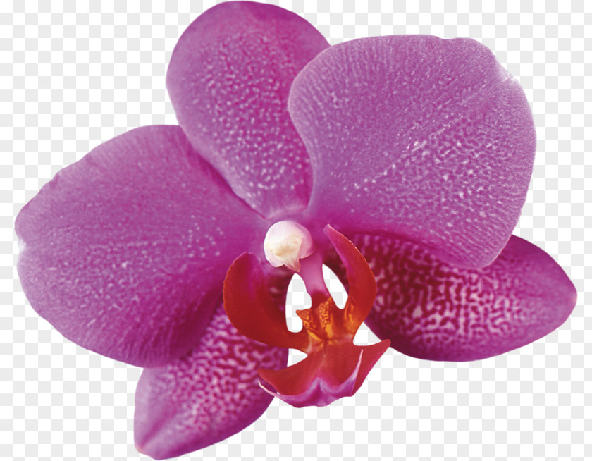 Flower Moth Orchids Plant Clip Art PNG