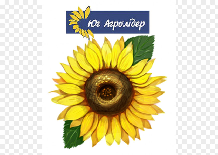 Painting Common Sunflower Drawing Illustrator Sunflowers PNG
