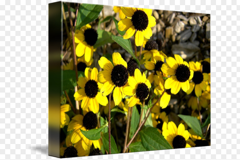 Susan B Sirkis Sunflower Seed M Sunflowers Wildflower PNG