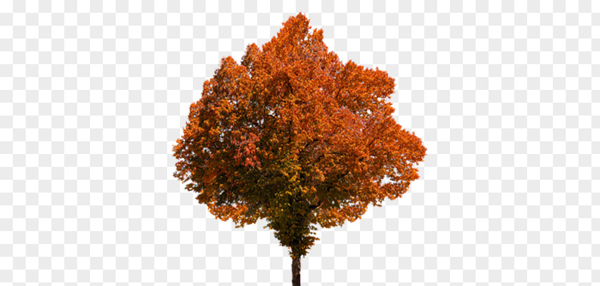 Autumn Tree PNG tree clipart PNG