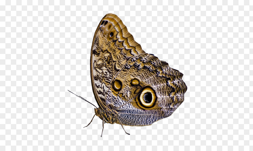 Buterfly Butterfly Moth Clip Art PNG
