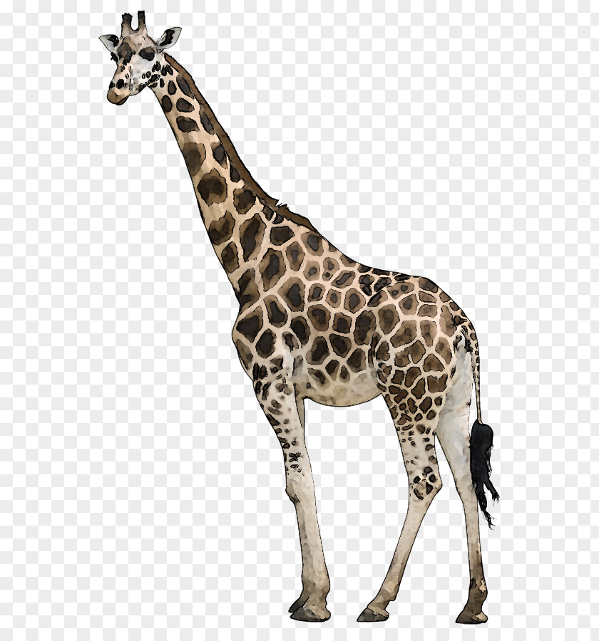 Giraffe Neck Pain Stock Photography PNG