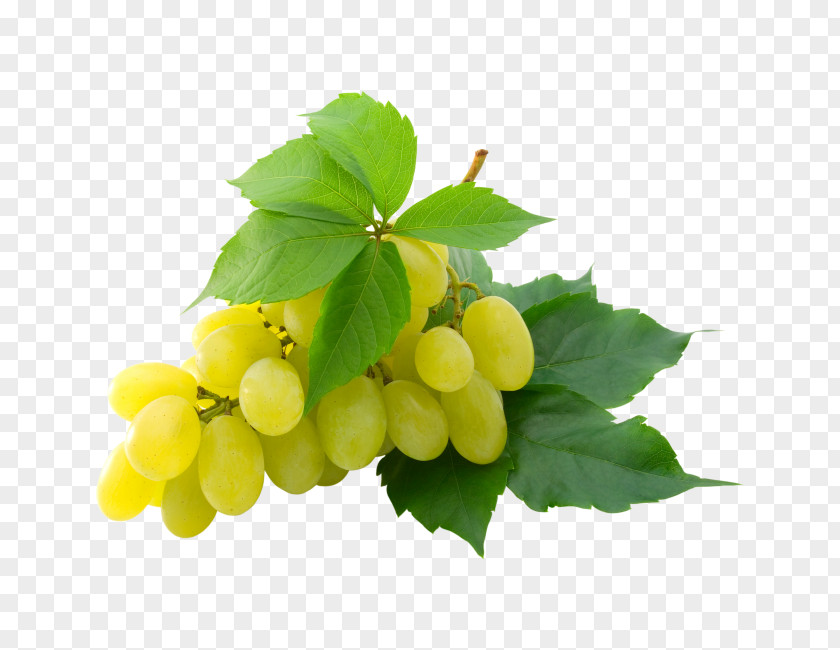 Grape Kyoho Leaves Clip Art PNG